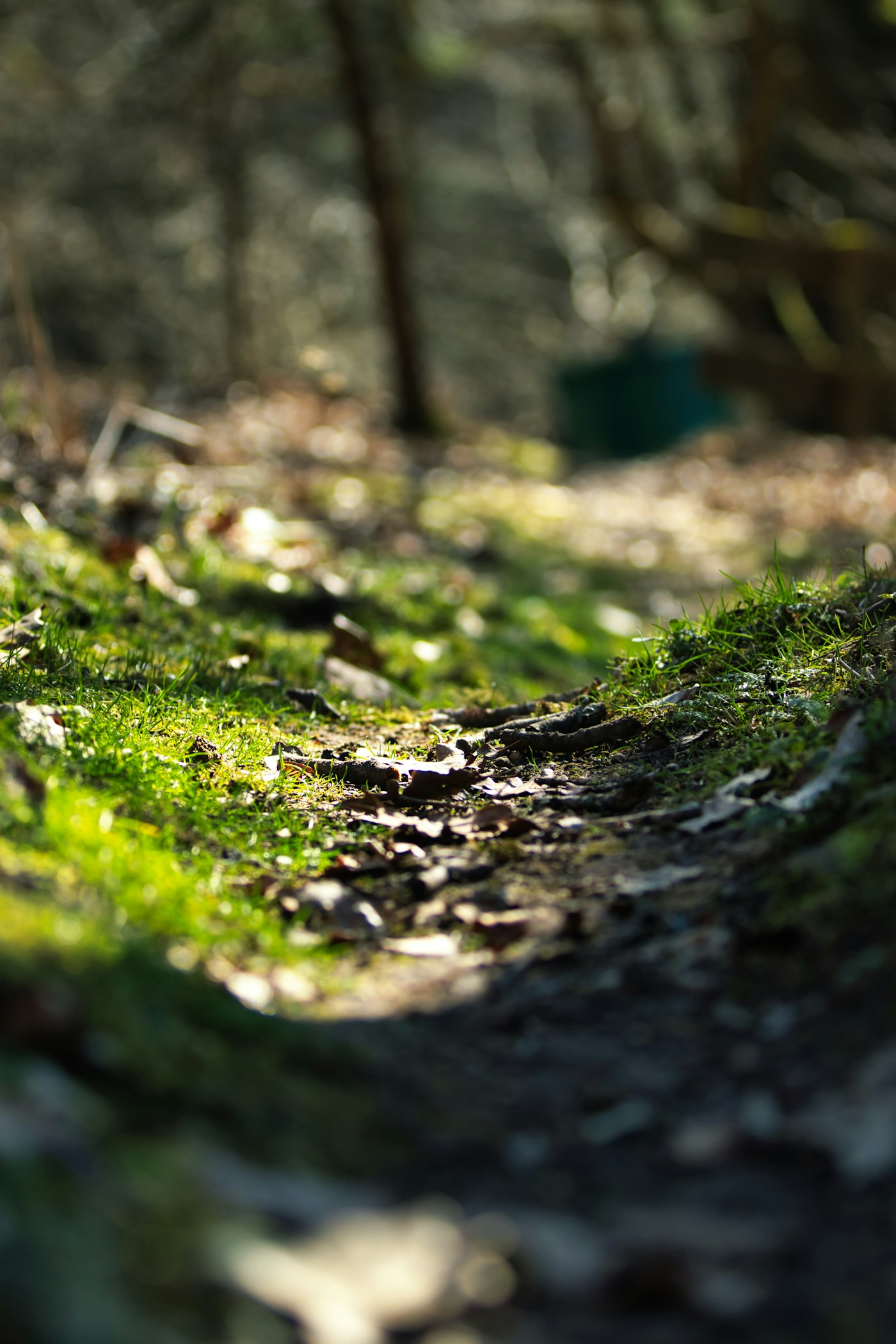 A sunlit moss path representing steady growth