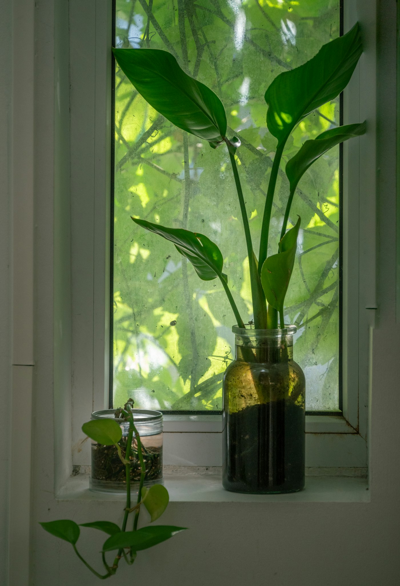 Sunlit plants in a calm, natural space